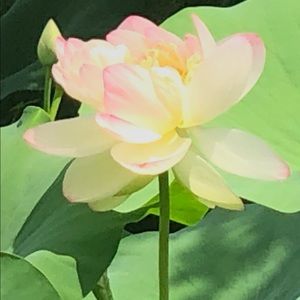 Meet your Posher, Nancy